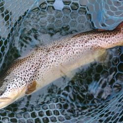 アタリ連発！ ～岡崎トラウトポンド～